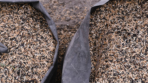 CT-RED-WHL — speciality & pigmented rice for export