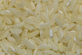 CT-JAS-1 — aromatic rice for export