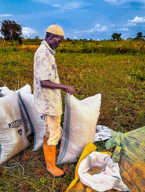 CT-PBL-GLD — parboiled rice for export